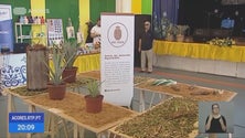 Imagem de Valorizar a cultura do ananás (Vídeo)