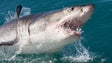 Tubarão raro pescado nos mares do norte da Madeira