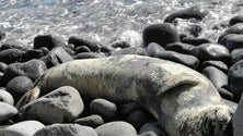 Imagem de Equipa retira lobo marinho do Paul do Mar (áudio)