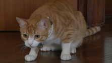 Imagem de Hoje é o Dia Mundial do Gato (vídeo)