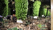 Imagem de Produção de banana biológica na Madeira regista aumento de 50%
