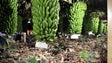 Imagem de Produção de banana biológica na Madeira regista aumento de 50%