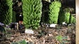 Produção de banana biológica na Madeira regista aumento de 50%