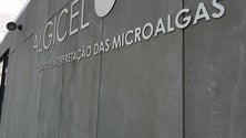 Imagem de Presidente do Governo visita empresa de microalgas (Vídeo)