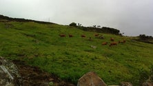 Imagem de Açores e Madeira preocupam-se com o aumento dos custos de produção na agricultura (Vídeo)