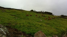 Açores e Madeira preocupam-se com o aumento dos custos de produção na agricultura (Vídeo)