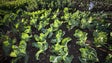 Imagem de Produção agrícola regional cresce 5% em 2016