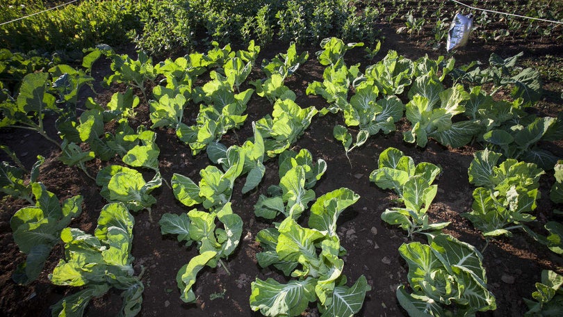 Imagem de Produção agrícola regional cresce 5% em 2016