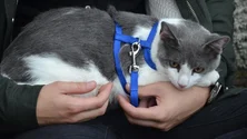 Imagem de Todos os cães e gatos passam agora a ser obrigados a ter microchips (áudio)