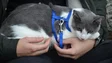 Imagem de Todos os cães e gatos passam agora a ser obrigados a ter microchips (áudio)