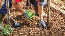 Imagem de Agricultura rendeu 105,4 milhões de euros