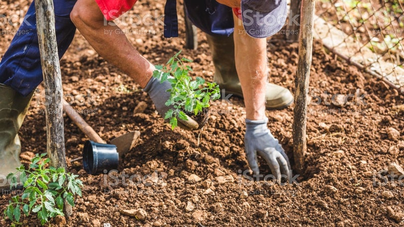 Imagem de Agricultura rendeu 105,4 milhões de euros