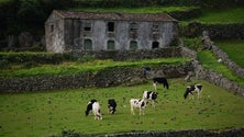 Imagem de Lavradores protestam em São Miguel contra a descida do preço do leite (Vídeo)