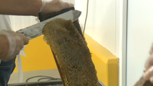 Imagem de Santa Maria produz mel certificado (Vídeo)