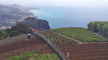 Imagem de Covid-19: Madeira vai receber 5 milhões de euros de Bruxelas para apoiar a agricultura