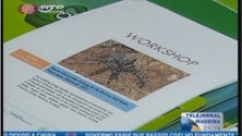 Imagem de Especialistas em aranhas, nacionais e estrangeiros, estão na Madeira (Vídeo)
