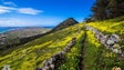 Imagem de IFCN quer plantar 600 árvores no Porto Santo