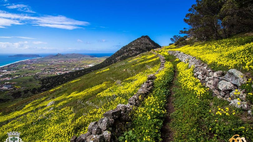 Imagem de IFCN quer plantar 600 árvores no Porto Santo