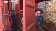 Imagem de Santa Maria: criadores de gado contestam sistema de transportes marítimos (Vídeo)
