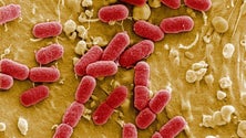 Imagem de Mau uso de antibióticos potencia aparecimento de superbactérias – OMS