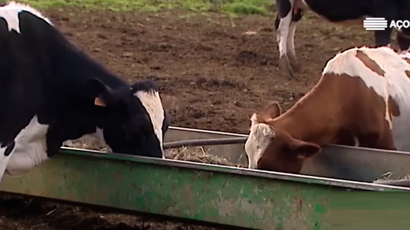 Imagem de Governo dos Açores prevê reforço do rendimento dos agricultores em 2024