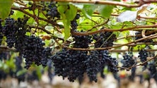 Imagem de Plantações de vinha vão passar a ser limitadas (áudio)