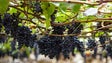 Plantações de vinha vão passar a ser limitadas (áudio)