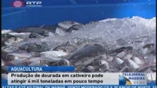 Imagem de A produção de dourada em cativeiro pode atingir as 4 mil toneladas nos próximos anos (Vídeo)