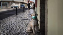 Imagem de Covid-19: Menos ajuntamentos e convívio fundamentais para reduzir transmissão, diz Ministro