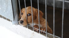 Imagem de Adoção de animais aumenta na Madeira