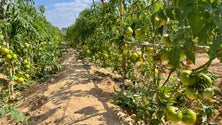 Imagem de Uvas, a melancia e melão ameaçadas (vídeo)