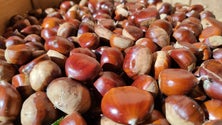 Imagem de Há menos produtores de castanha (áudio)