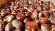 Imagem de Há menos produtores de castanha (áudio)