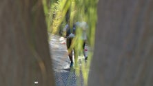 Imagem de Funchal City Race com centenas de atletas (vídeo)