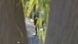 Imagem de Funchal City Race com centenas de atletas (vídeo)