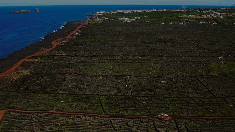 Imagem de Açores vão estar presentes na “Essência do Vinho”, no Porto