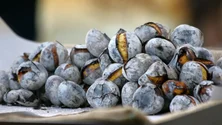 Imagem de Produção de castanha deverá aumentar 40% face ao ano passado (áudio)