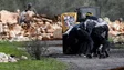 Imagem de Quatro palestinianos mortos hoje na Cisjordânia ocupada