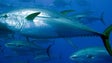 Pesca acessória de atum-rabilho proibida a partir de quarta-feira