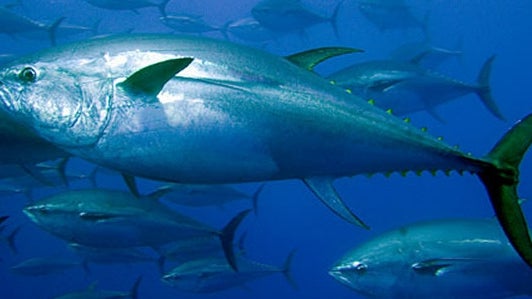 Pesca acessória de atum-rabilho proibida a partir de quarta-feira