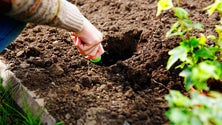 Imagem de Governo diz que 100 mil produtores vão beneficiar do Estatuto da Agricultura Familiar