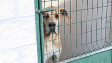 BE quer antecipar lei que proíbe o abate de animais abandonados (Vídeo)