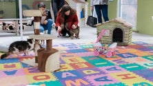Imagem de Funchal já tem gatil municipal