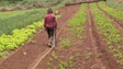 Há falta de mão de obra na agricultura e pecuária (vídeo)