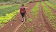Imagem de Há falta de mão de obra na agricultura e pecuária (vídeo)