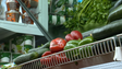 Imagem de Ministério da Saúde já definiu a lista de alimentos que vão estar isentos de IVA (áudio)