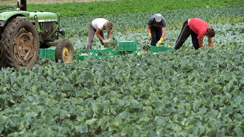 Imagem de Bruxelas aprova reprogramação do Plano de Desenvolvimento Rural