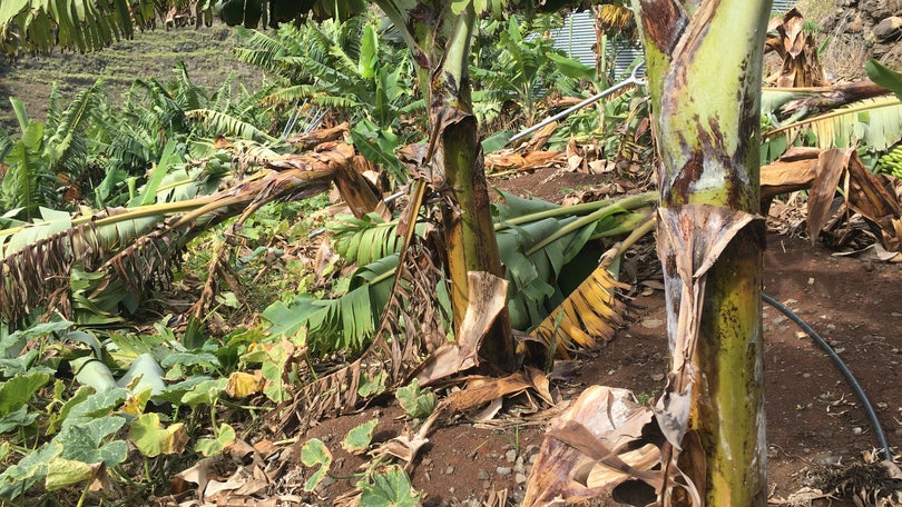 Imagem de Seguros agrícolas estão ativos