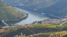 Imagem de Autoridades espanholas lançam buscas por crocodilo muito agressivo no Douro