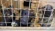Imagem de Petição a pedir justiça por animais que morreram em canil ardido já tem mais de 45 mil assinaturas
